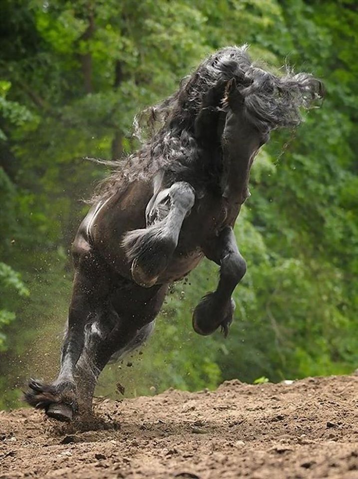 Friesian Horses